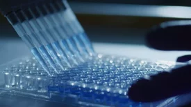 A multichannel pipette dispensing blue liquid into a clear 96-well plate for an in vitro metabolism study at the Rushden laboratory.