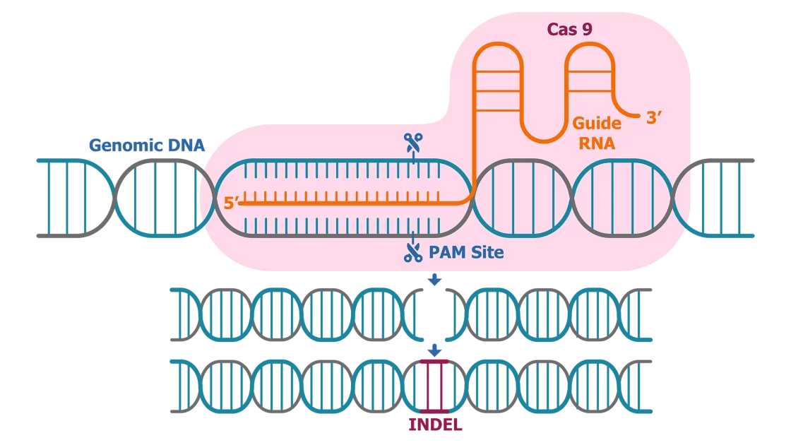 CRISPR cell engineering process is displayed for generation of custom cell lines for drug discovery services.