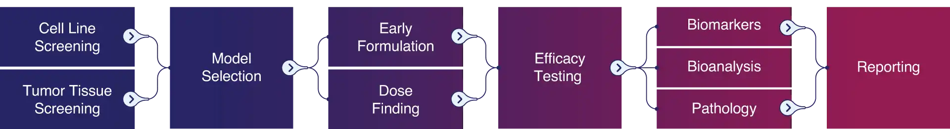 Scheme showing the entire process from tissue testing to reporting that is conducted by Pharmaron’s scientists to cover all of our client’s in vivo pharmacology needs.