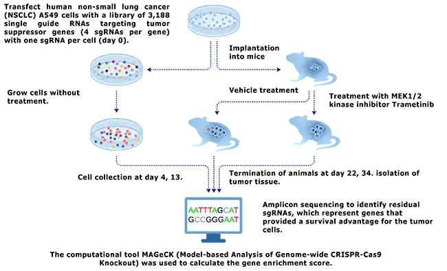 Study layout of in vivo crispr study to compare sgRNAs with or without treatment of trametinib in mouse tumors