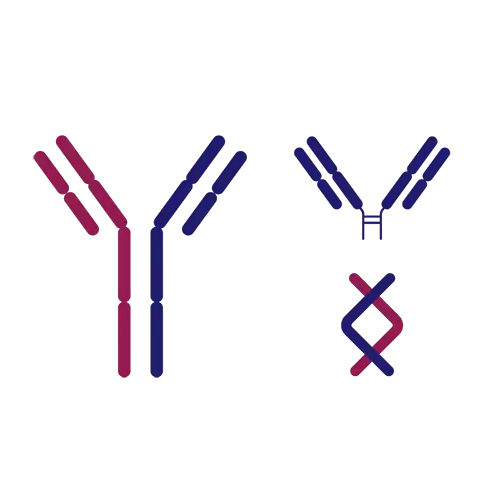 Stylized antibody fragment graphic in red and blue, symbolizing engineered alternatives to whole antibodies for targeted therapeutic use.