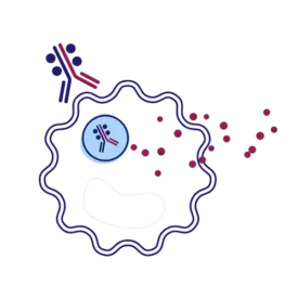 Badge-style graphic with antibody icon and red-blue bars, representing site-specific conjugation and Drug-to-Antibody Ratio (DAR) optimization.