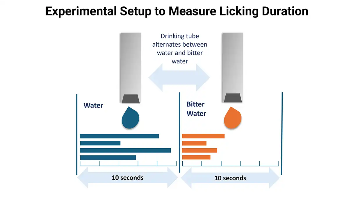 This schema shows our case study setup for tasting bitterness in water by mice