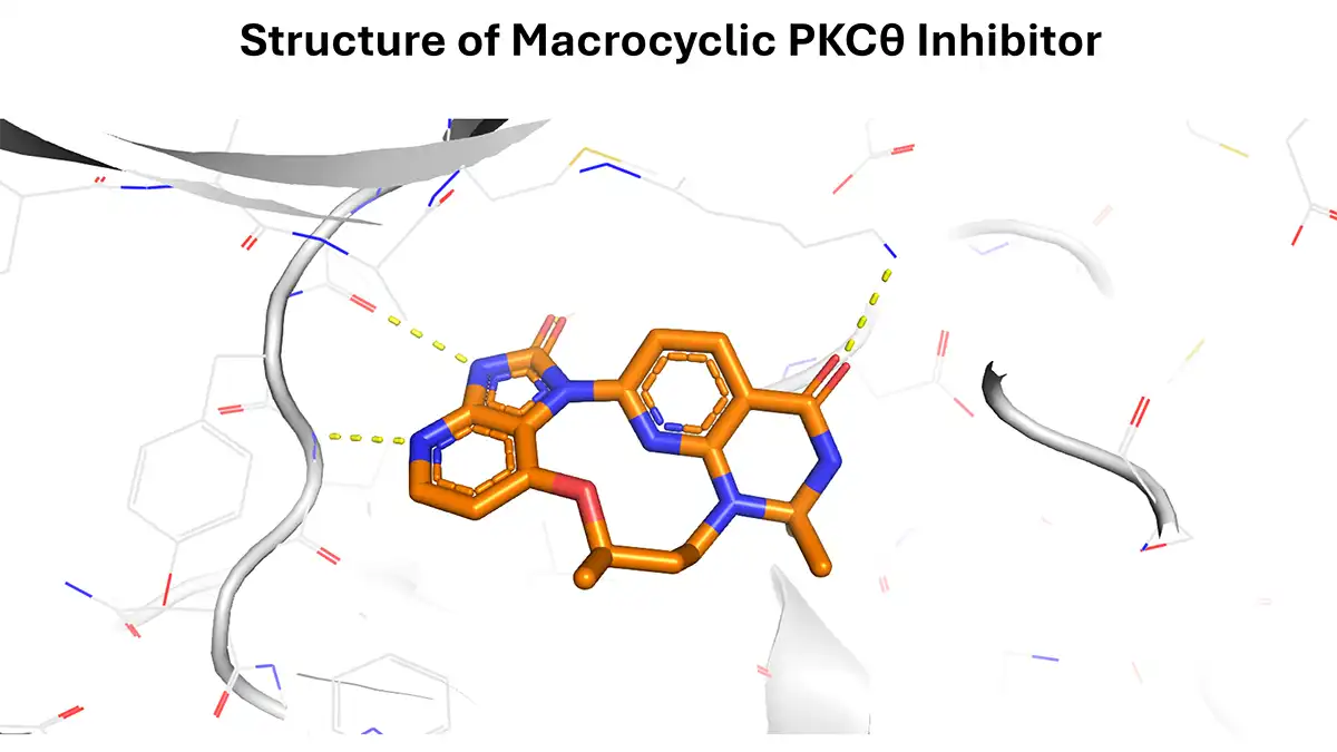 Orange stick model of a macrocyclic PKCθ inhibitor bound in a protein active site, with yellow dashed hydrogen bonds to surrounding residues